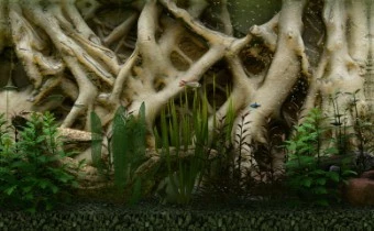 Скоро в ранний доступ выйдет фотореалистичный симулятор аквариума Biotope