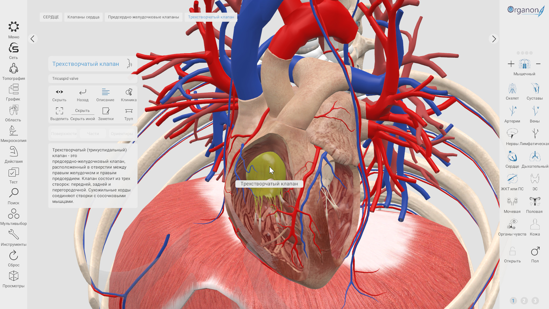 3d organon anatomy. 3d Organon VR Anatomy. 3d Organon VR Anatomy приложение. 3d Organon Anatomy Portable. Human Anatomy VR.