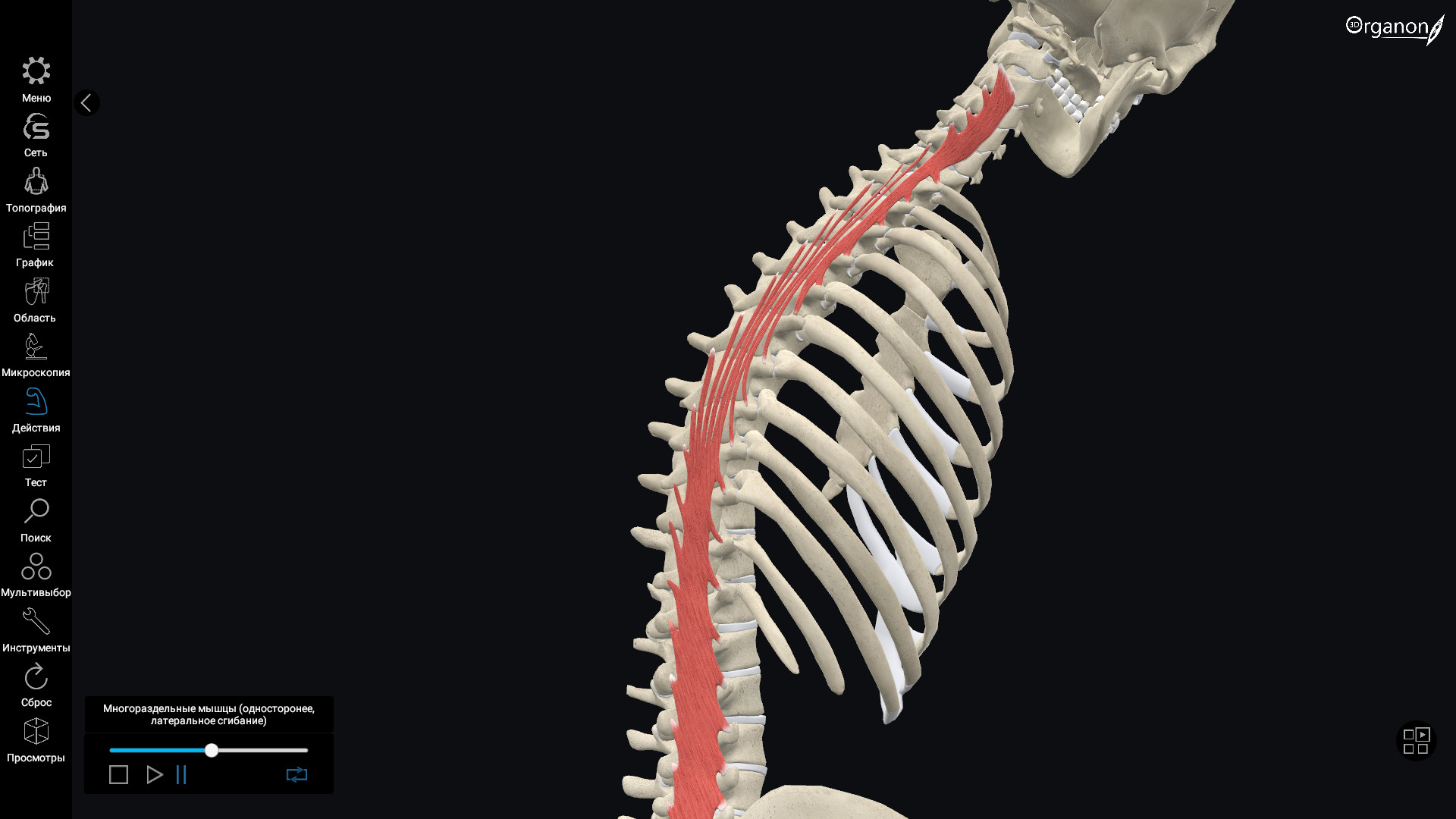 Organon anatomy