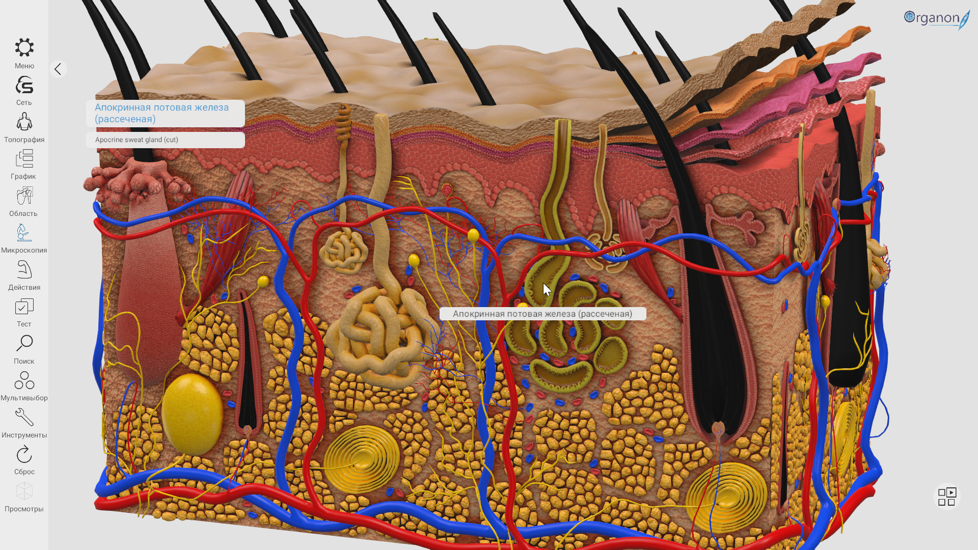 3d organon anatomy