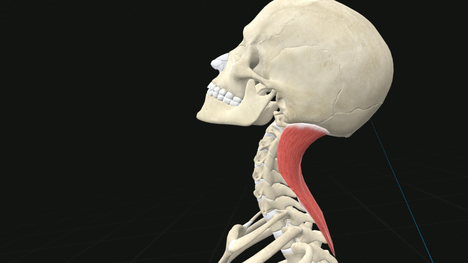 3d organon anatomy. 3d Organon VR Anatomy. 3d Organon. Oculus Anatomy.